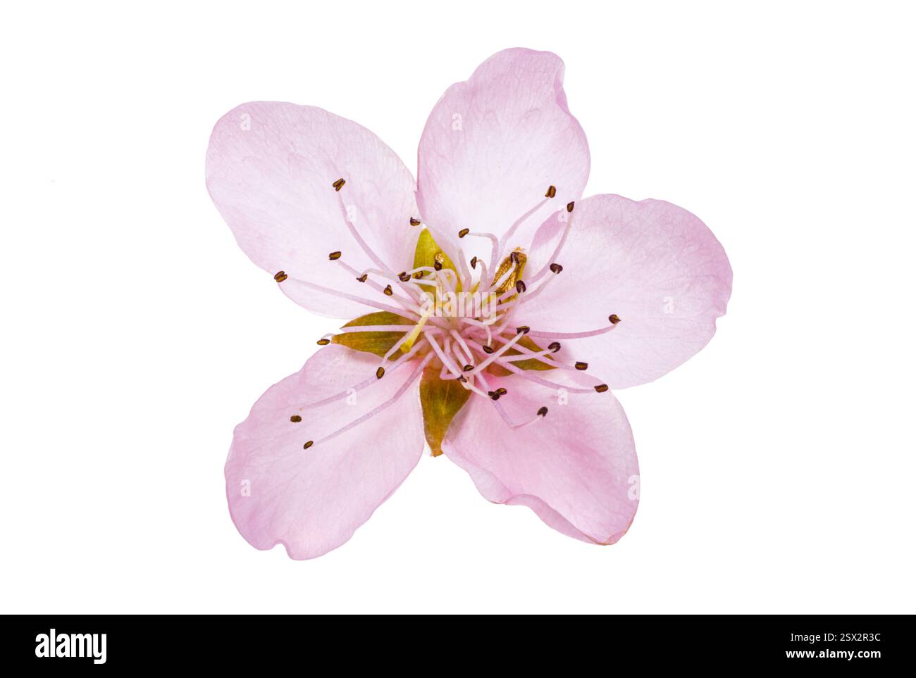 sakura flowers isolated on white background Stock Photo - Alamy