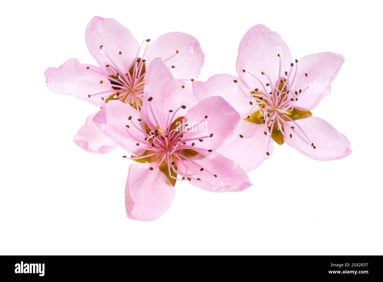 sakura flowers isolated on white background Stock Photo - Alamy