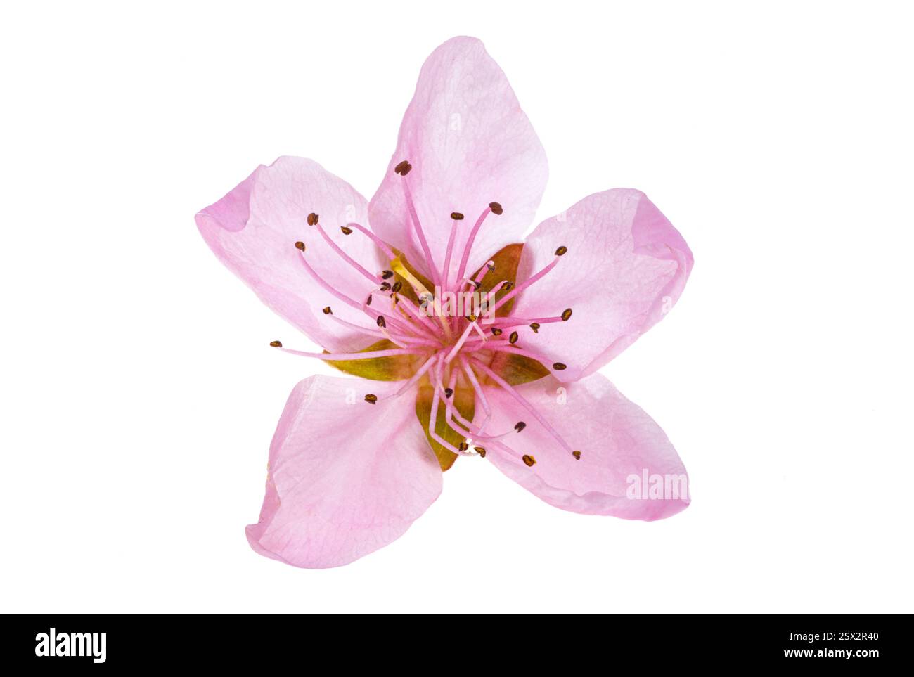 sakura flowers isolated on white background Stock Photo - Alamy