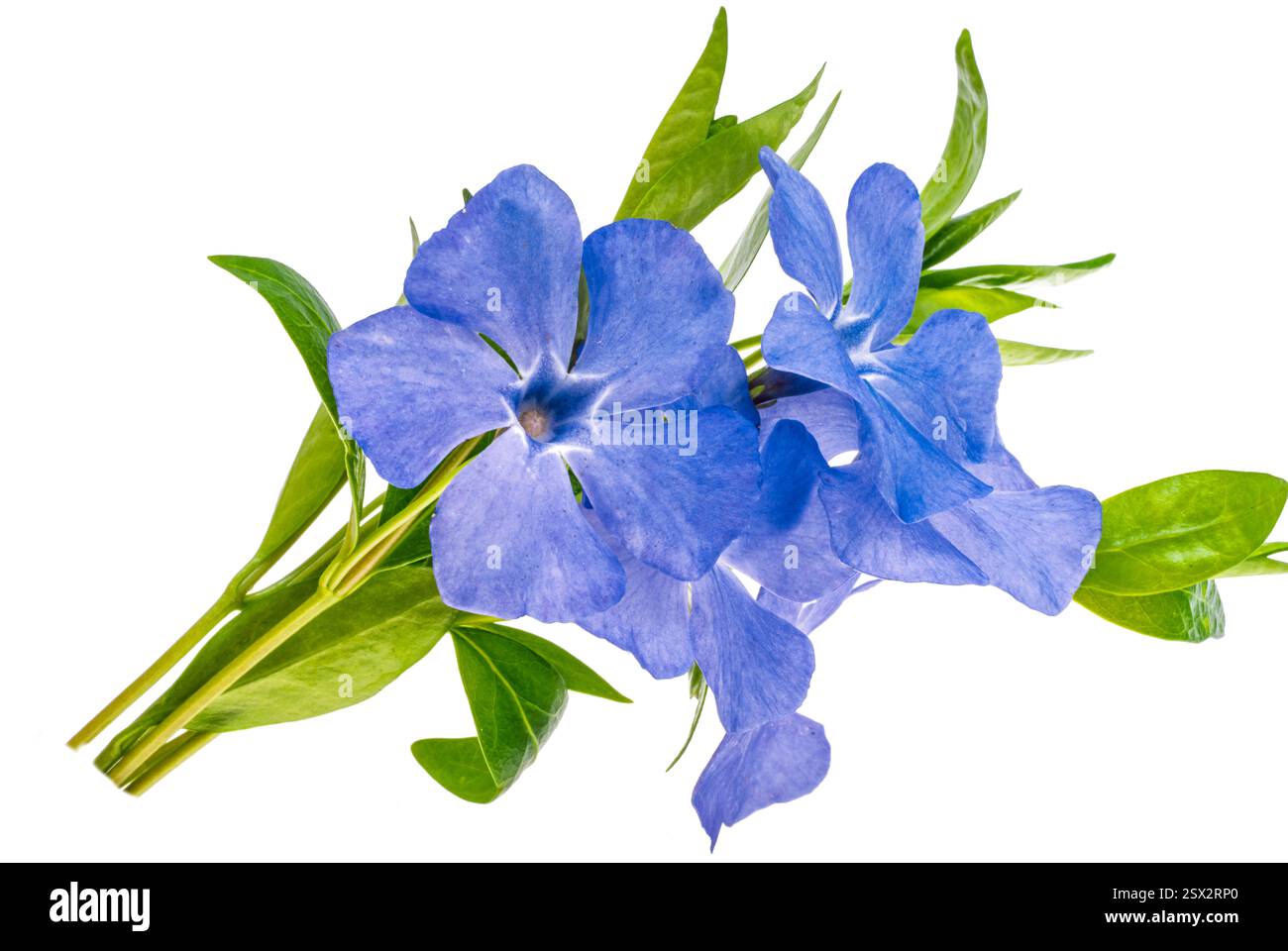 periwinkle flower isolated on white background Stock Photo