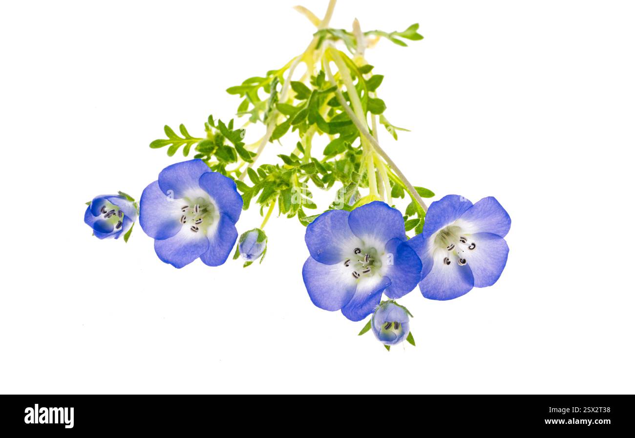 Nemophila japan hi-res stock photography and images - Alamy