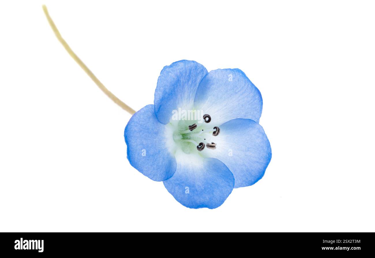 Nemophila japan hi-res stock photography and images - Alamy