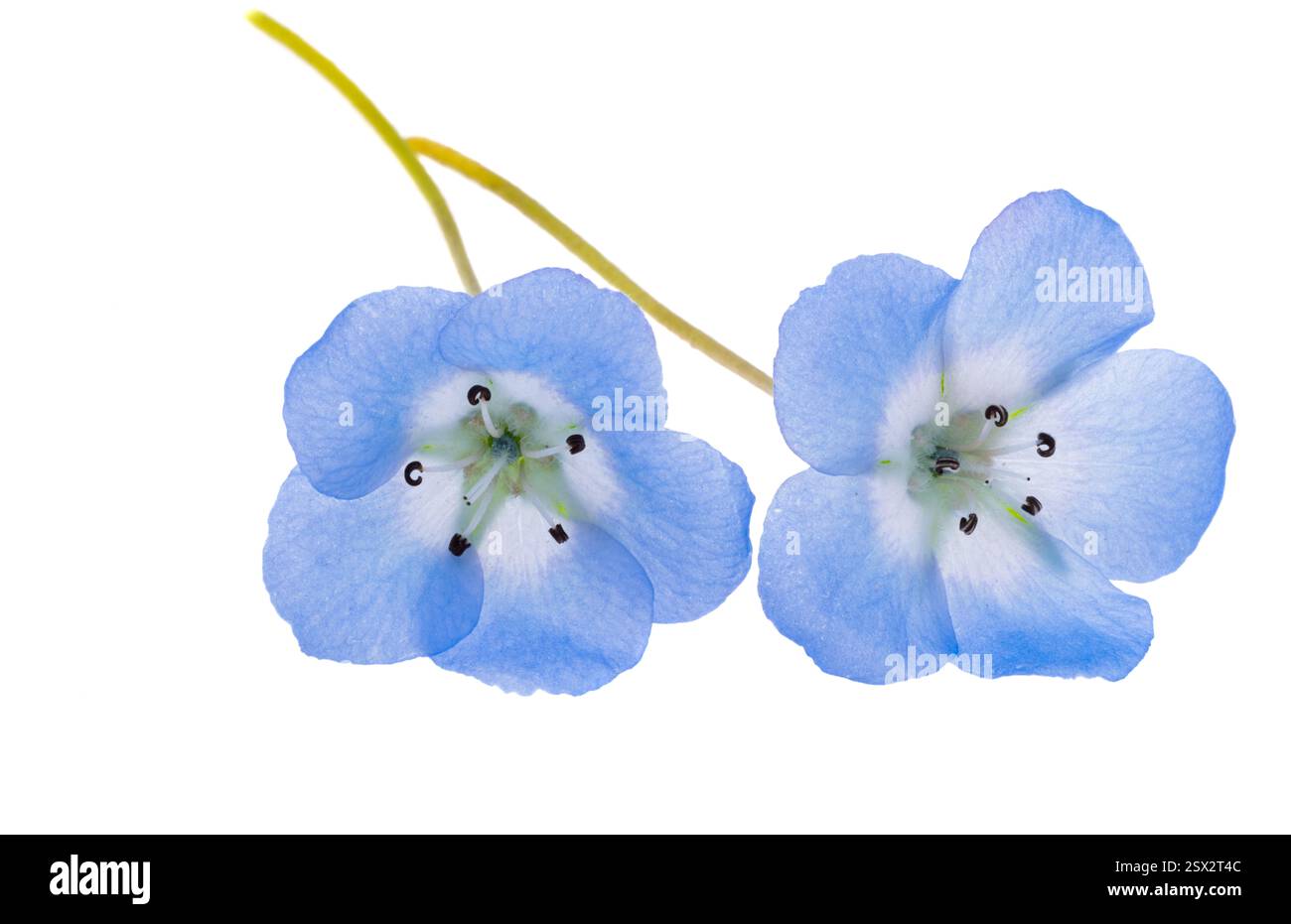 Nemophila japan hi-res stock photography and images - Alamy