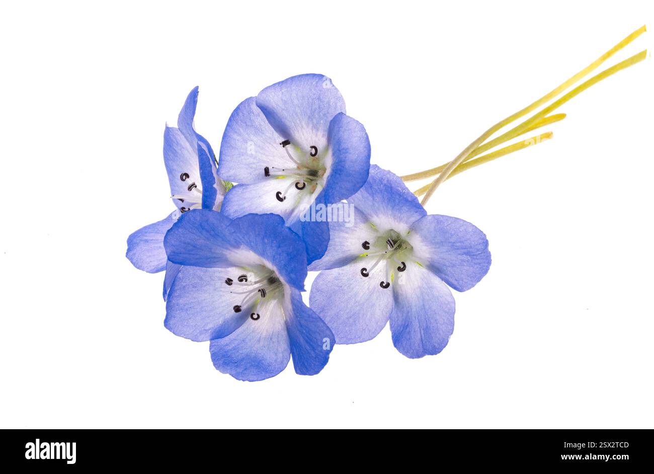 Nemophila japan hi-res stock photography and images - Alamy