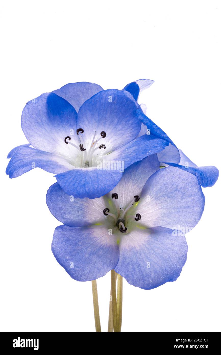 Nemophila japan hi-res stock photography and images - Alamy