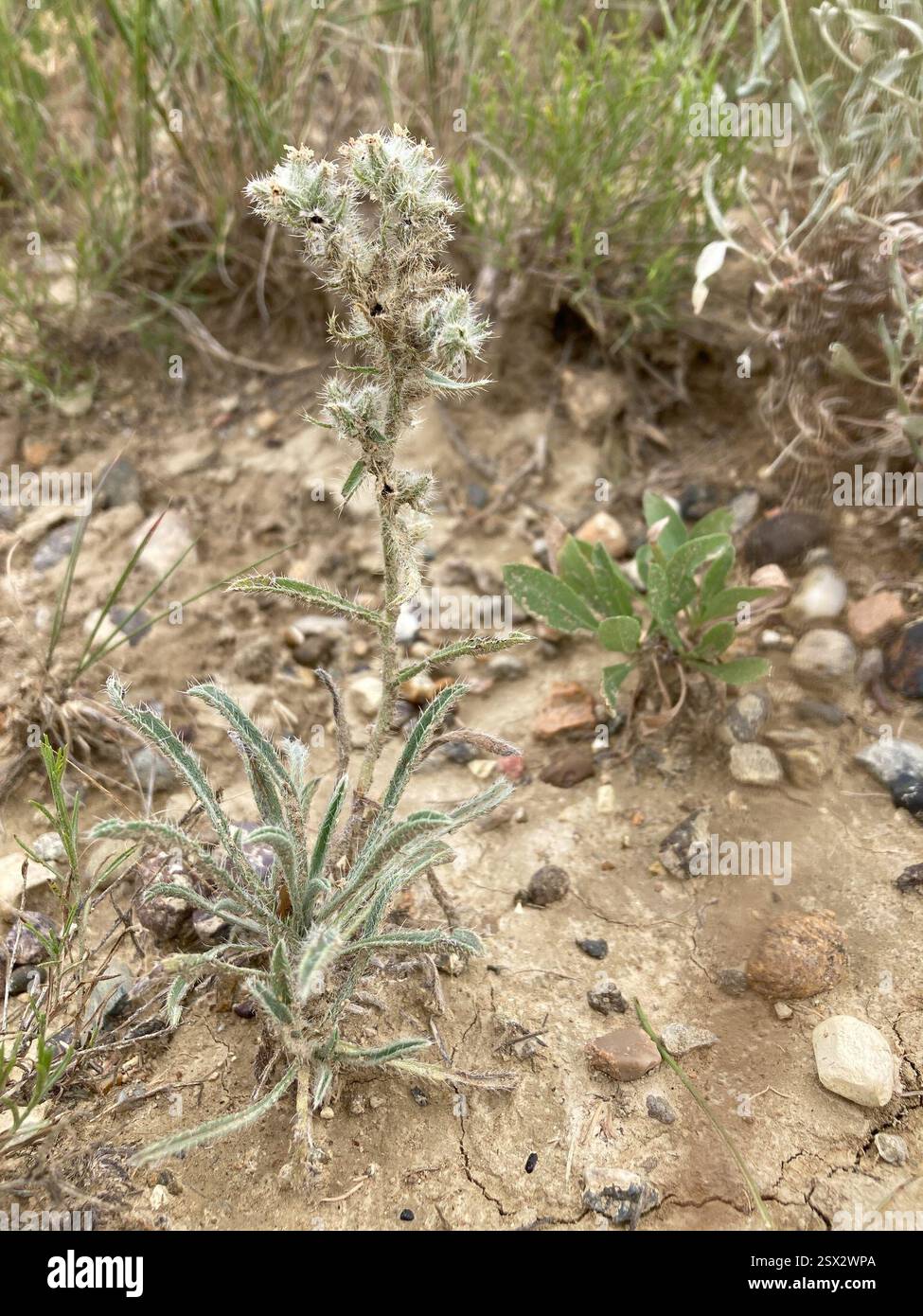 Snake River Cryptantha (Oreocarya spiculifera), Plantae, Terry, MT, US ...
