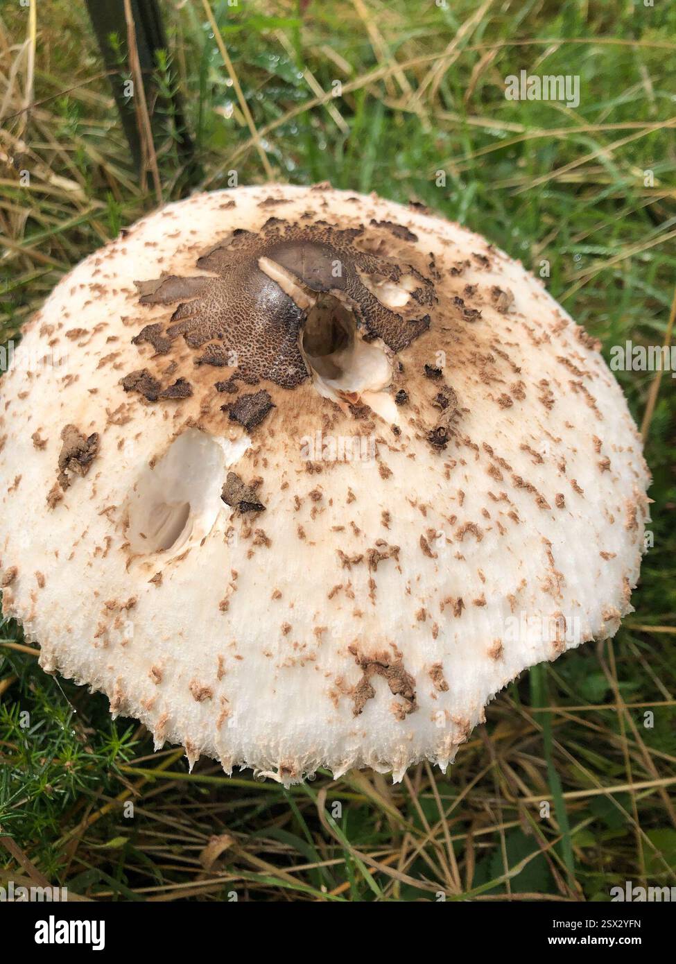 Parasol (Macrolepiota procera), Fungi, Hathern, Loughborough, England, GB Stock Photo