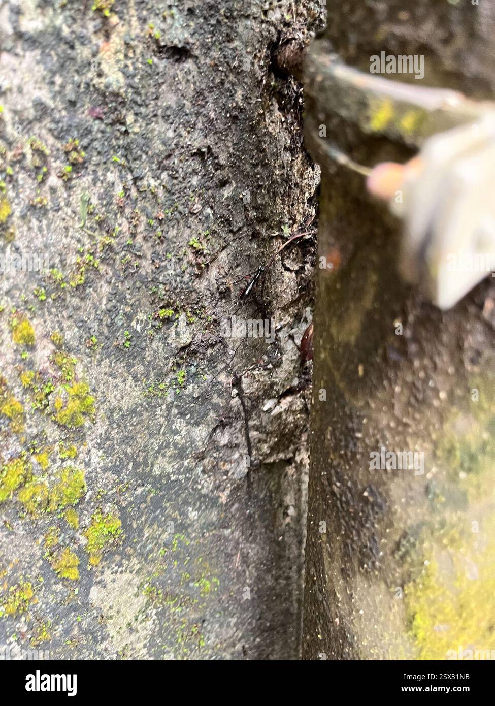 (Tricondyla pulchripes), Insecta, Wan Chai, HK Stock Photo - Alamy