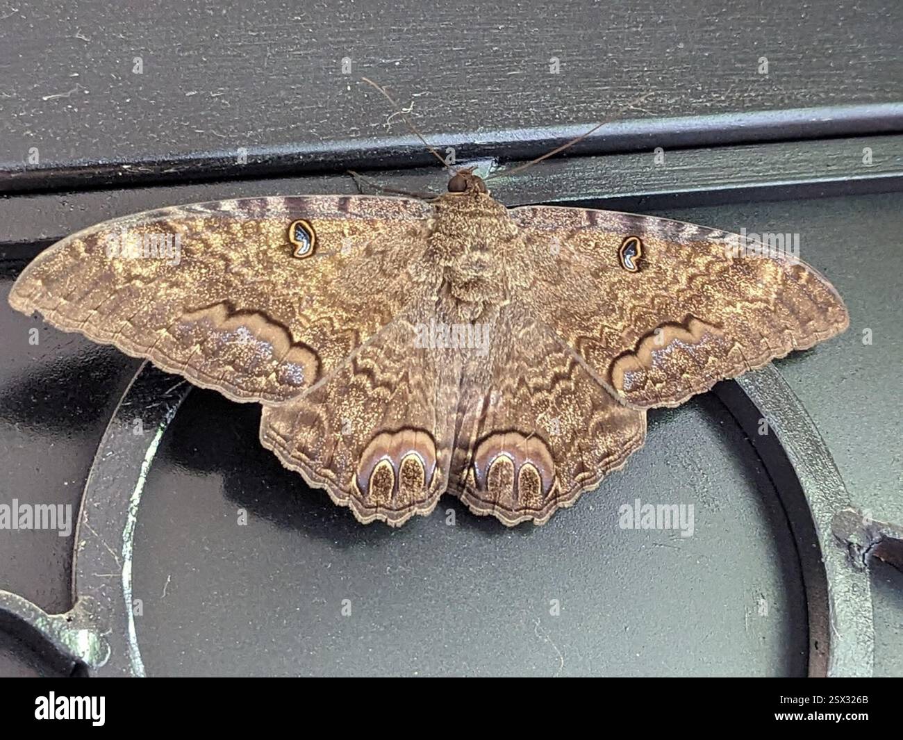 Miguel Insect Black Witch (Ascalapha odorata), Insecta, Rinconada de Los Balcones ...