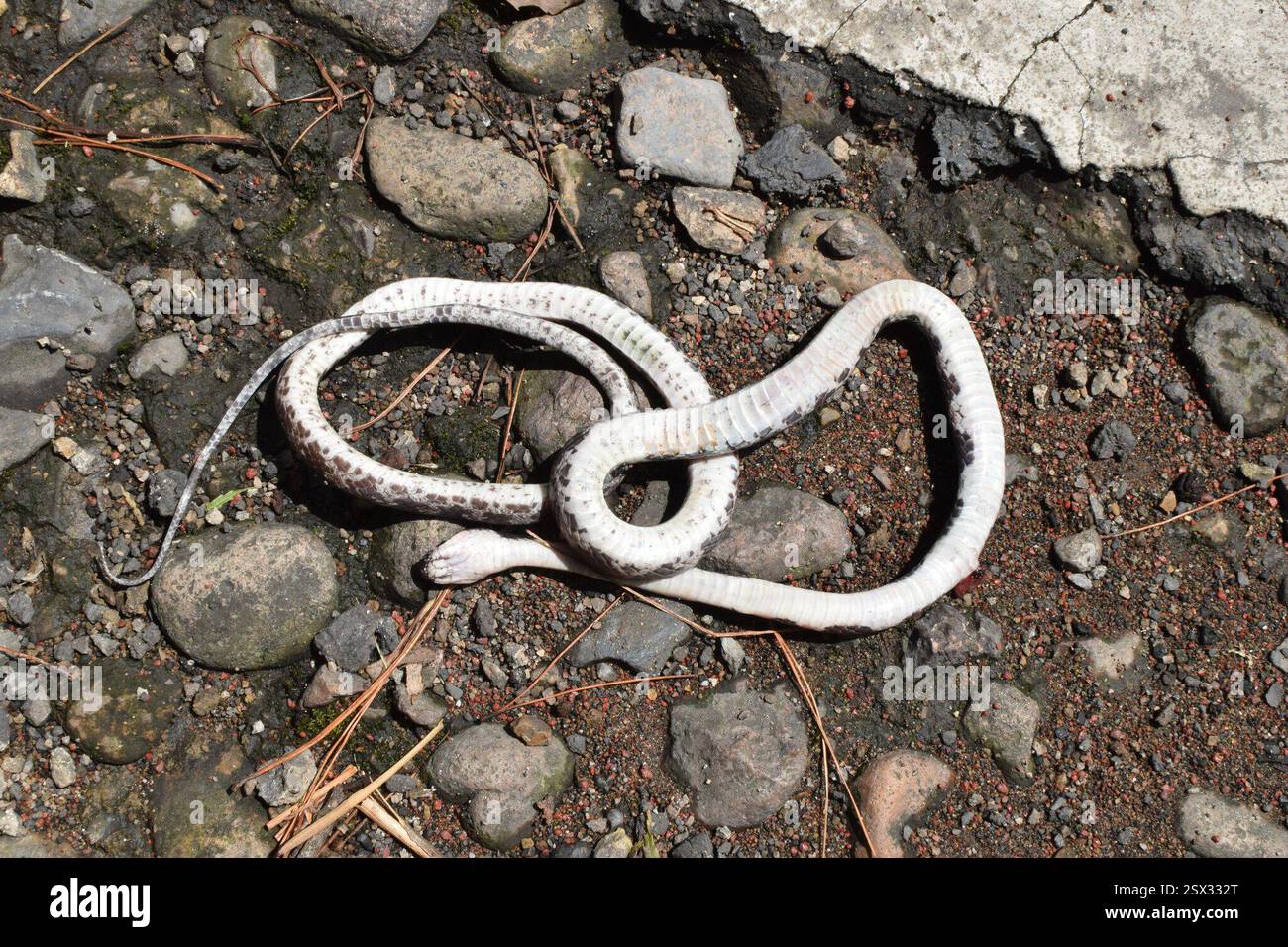 Dunyo boylab yalangoch modellarning fotosuratlari Ayollar uchun yashirin kamera