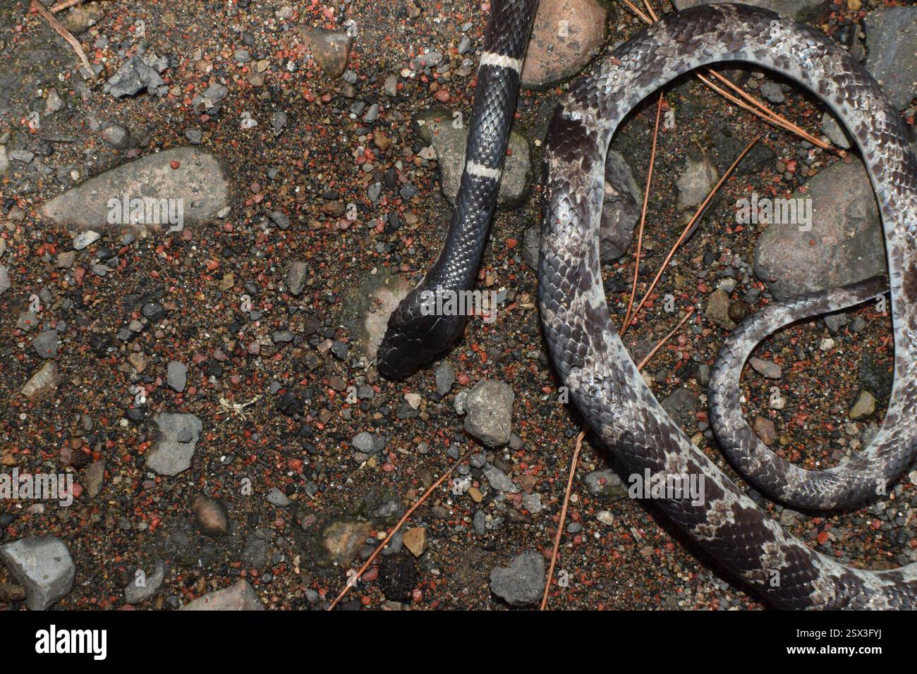 Teshikli aylanuvchi stolda porno