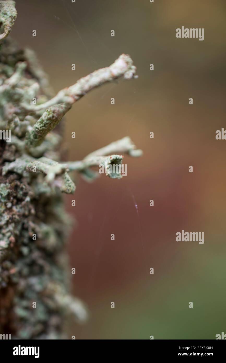 Macro of Lichen Branches on Tree Bark with Soft Background Blur Stock Photo