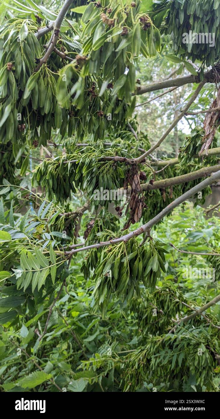 Ash Key Gall Mite (Aceria fraxinivora), Arachnida, Hatfield Peverel ...