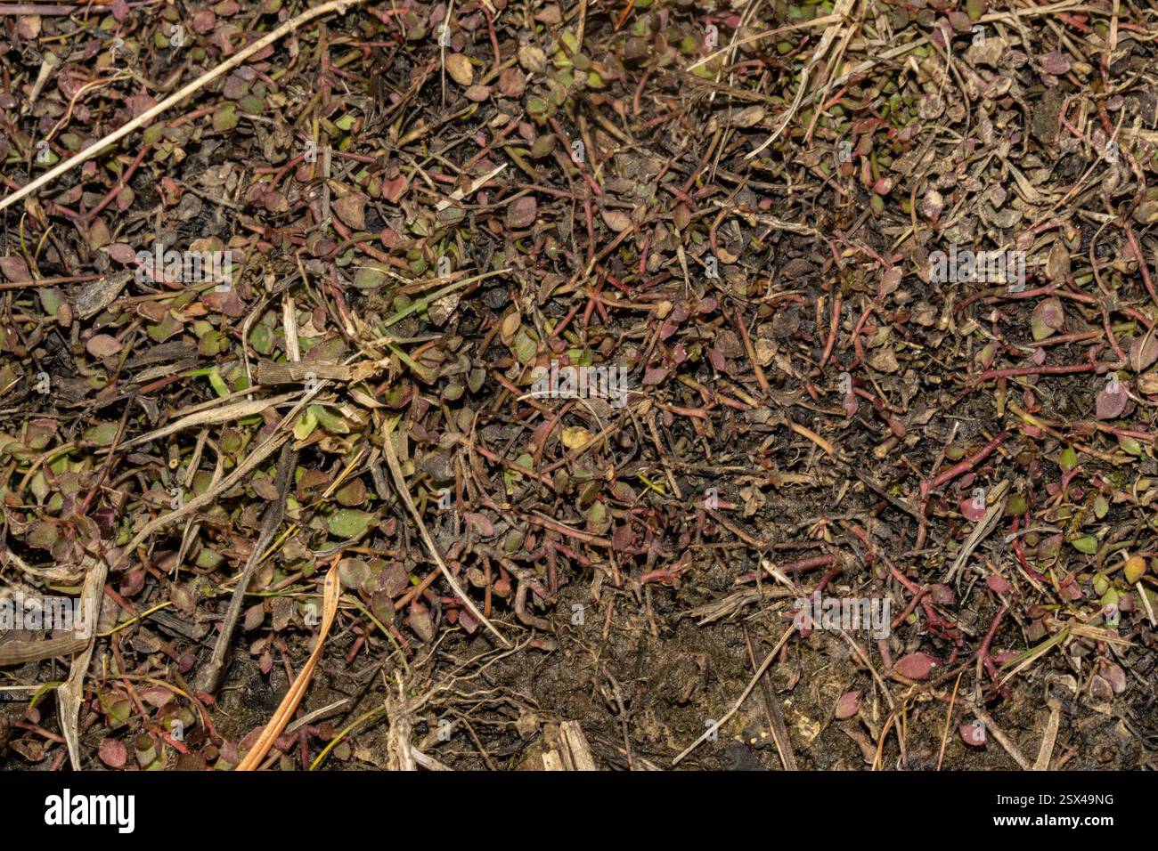 creeping raspwort (Gonocarpus micranthus), Plantae, Kyeburn, New ...