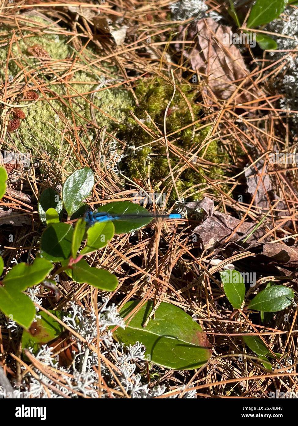 Azure Bluet (Enallagma aspersum), Insecta, Killarney, ON, CA, Part of ...