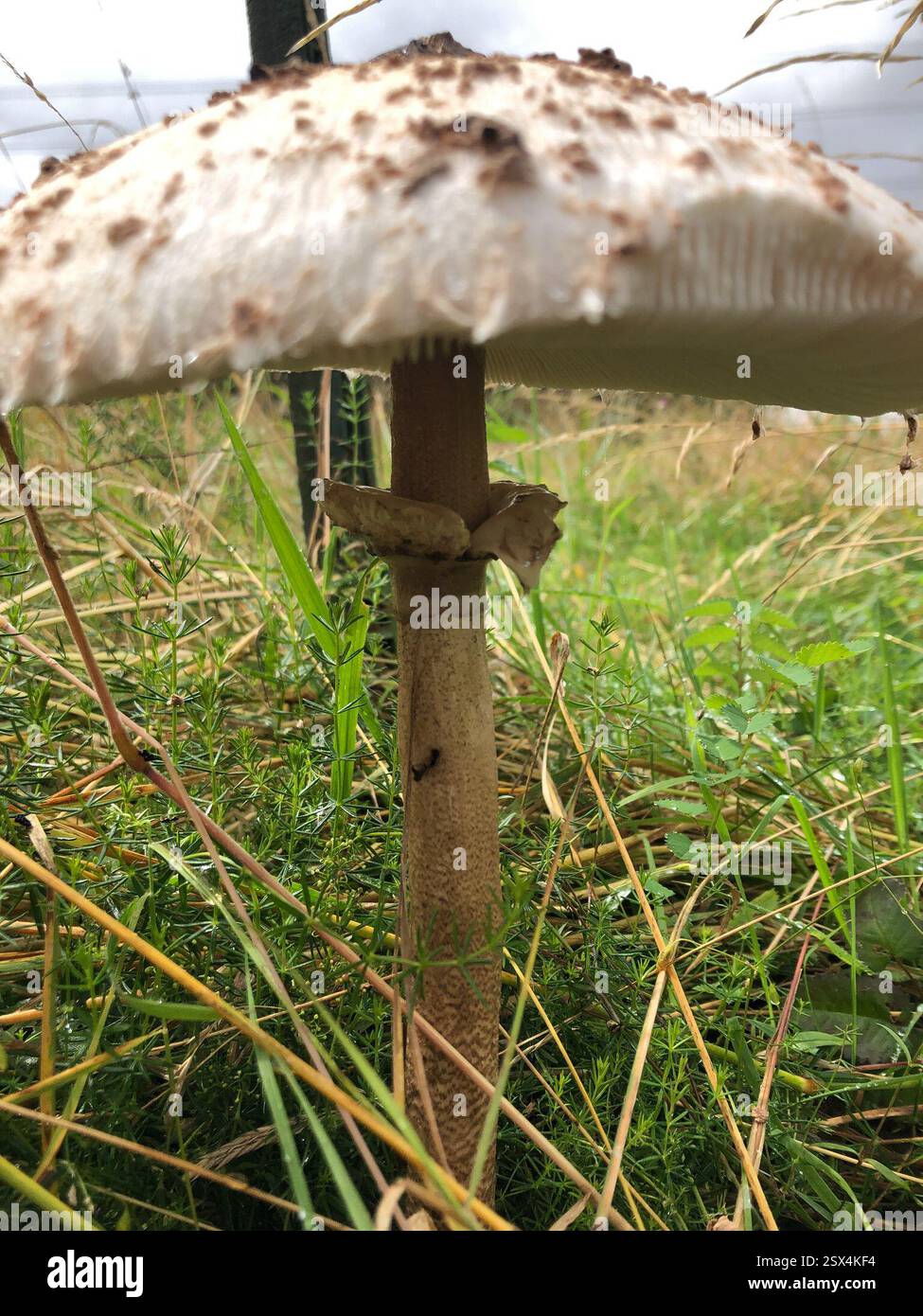 Parasol (Macrolepiota procera), Fungi, Hathern, Loughborough, England, GB Stock Photo