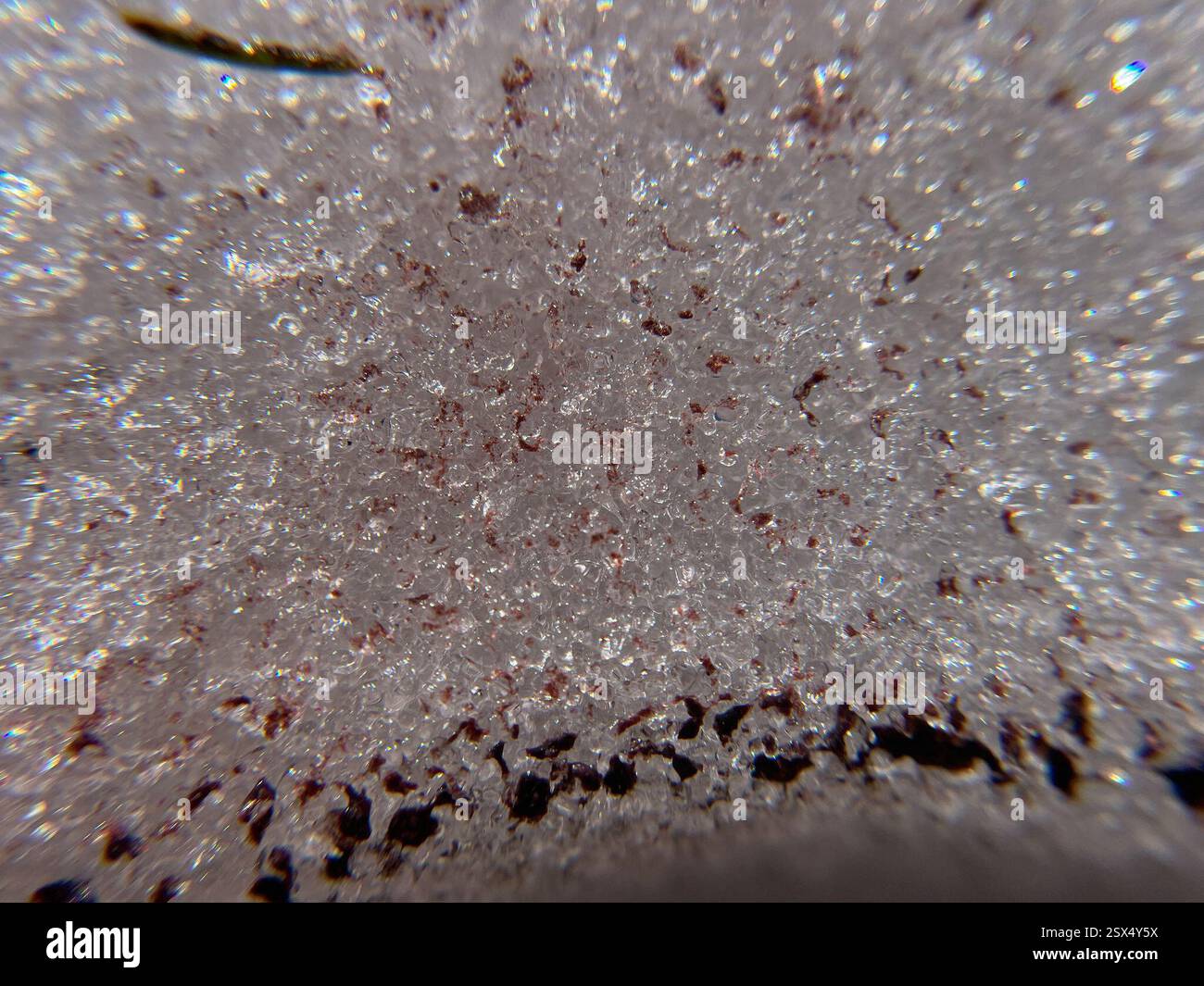 watermelon snow (Chlamydomonas nivalis), Plantae, Klamath County, OR ...