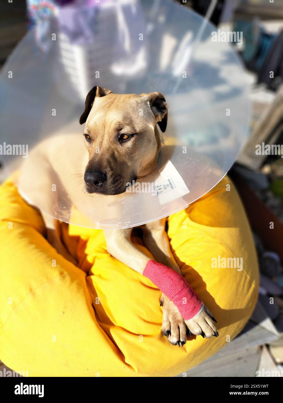 Injured but calm staffy cross pup lies on a yellow bean bag. Dog has a bandage on leg and a cone to stop chewing the bandage - Smartphone Captured Stock Image