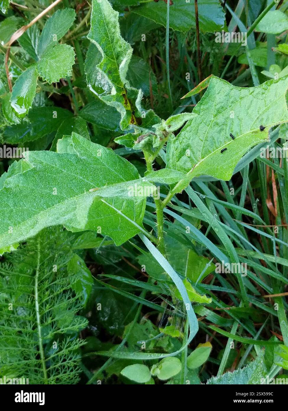 Carolina horsenettle (Solanum carolinense), Plantae, Clarksville, DE ...