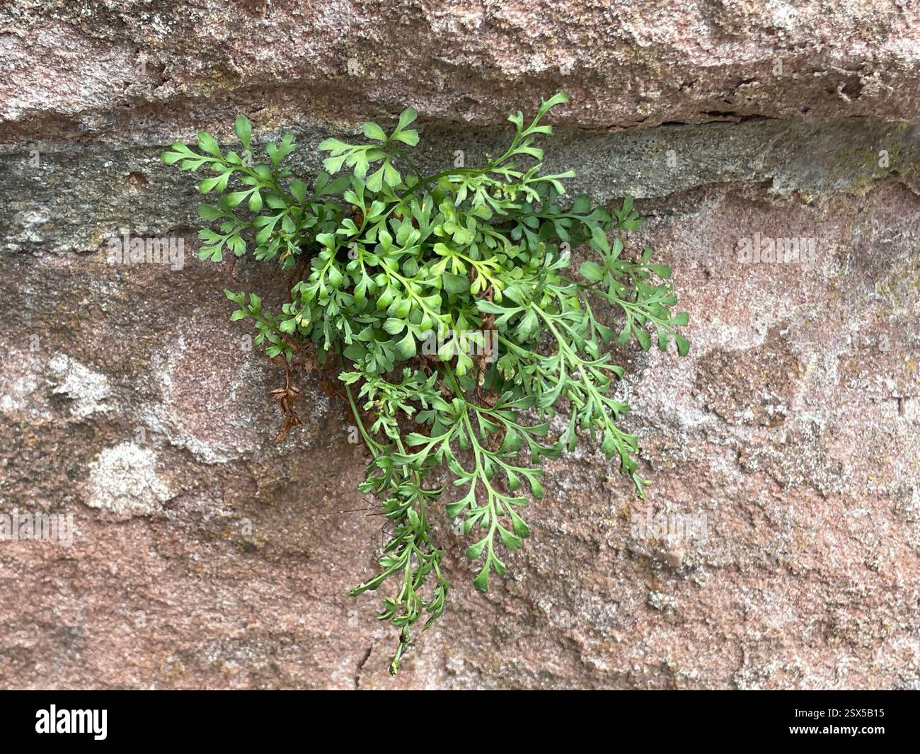 wall-rue (Asplenium ruta-muraria), Plantae, Parc naturel régional des ...