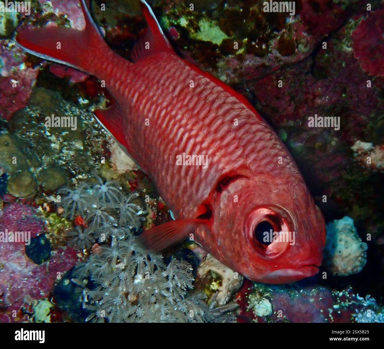 Crimson Reds Fish Crimson Soldierfish (Myripristis murdjan), Actinopterygii, Red Sea, Red ...