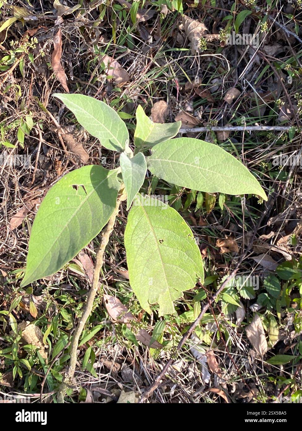 bugweed (Solanum mauritianum), Plantae, Beaudesert - Pt C, AU-QL, AU ...