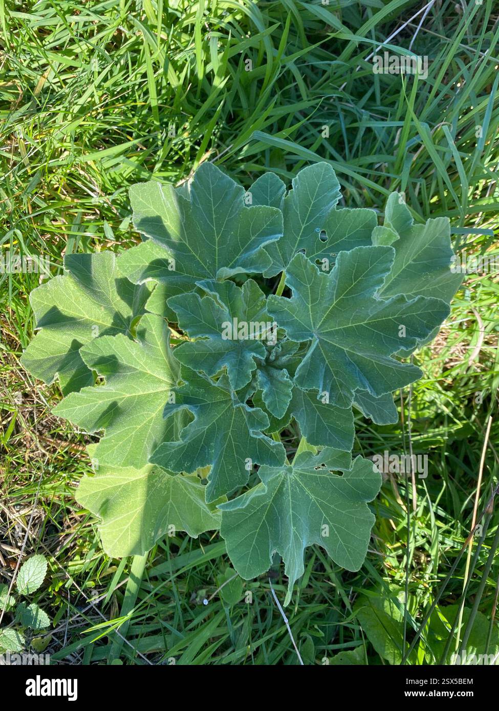 Tree Mallow (Malva arborea), Plantae, Wellington, NZ-WG, NZ Stock Photo ...