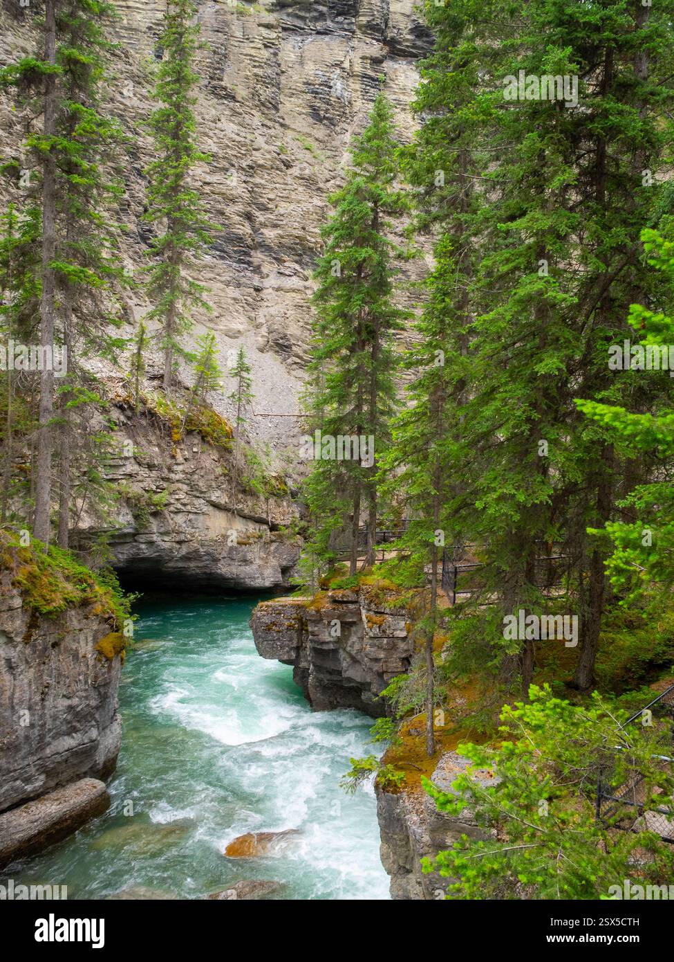 Maligne Canyon pine trees and rocks Stock Photo - Alamy