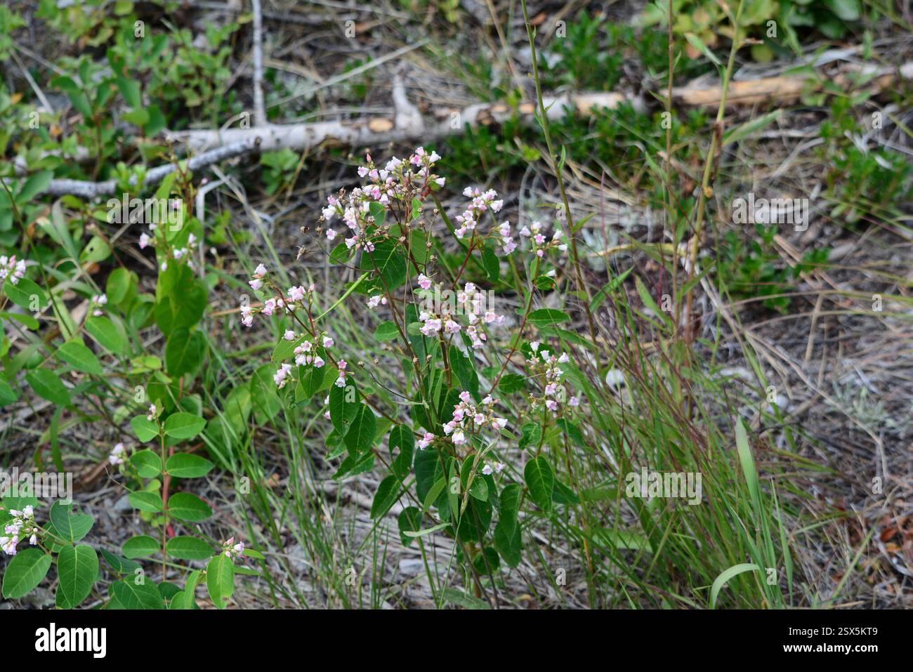 spreading dogbane (Apocynum androsaemifolium), Plantae, Okanagan ...