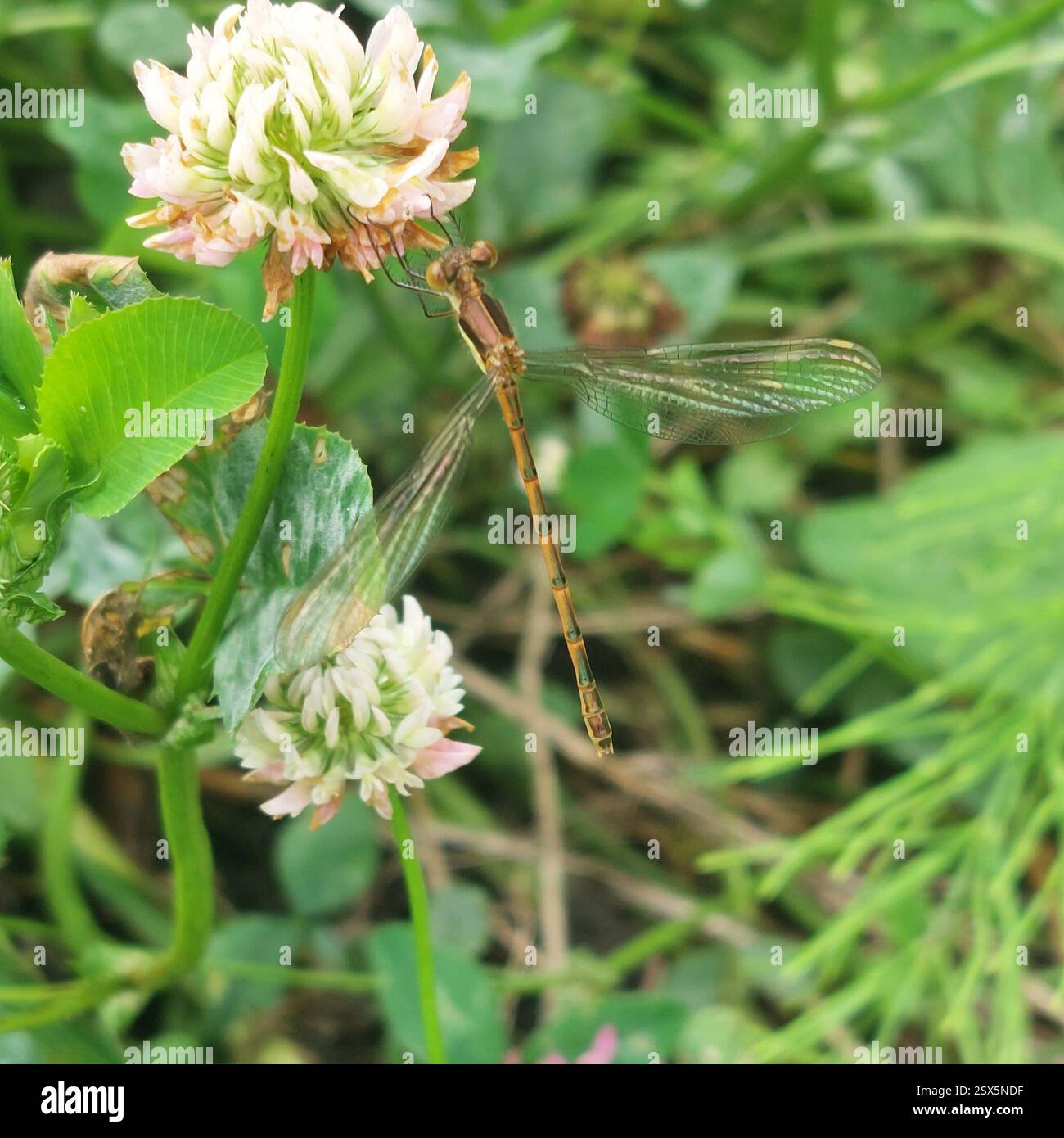 Pund Insect Pond Spreadwings (Lestes), Insecta, CRAFTSBRY CMN, VT 05827, USA Stock ...