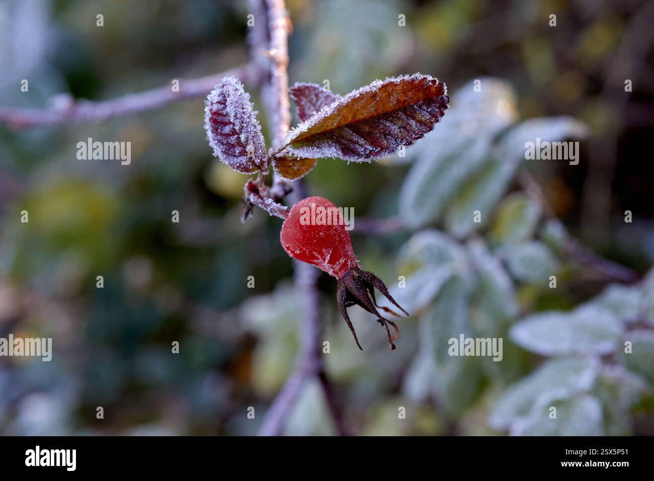 A red rose hip covered in frost. Stock Photo