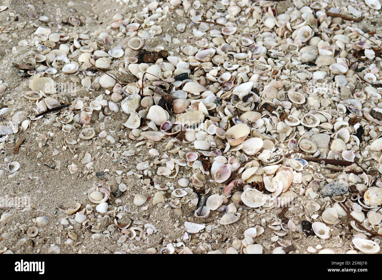 Beach sand texture shells hi-res stock photography and images - Alamy