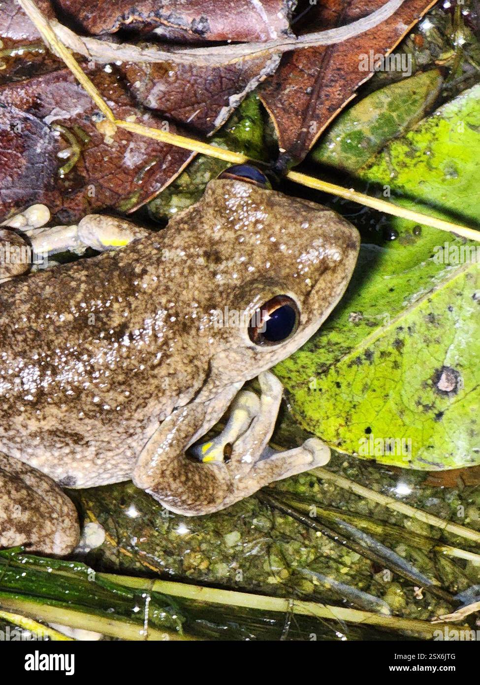 Northern Laughing Tree Frog (Litoria rothii), Amphibia, Bouldercombe ...