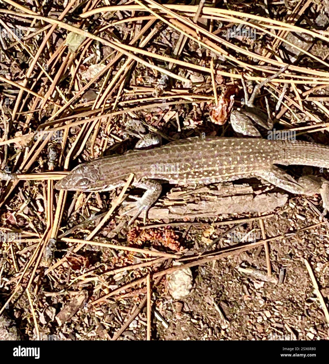 Chihuahuan Spotted Whiptail (Aspidoscelis exsanguis), Reptilia ...
