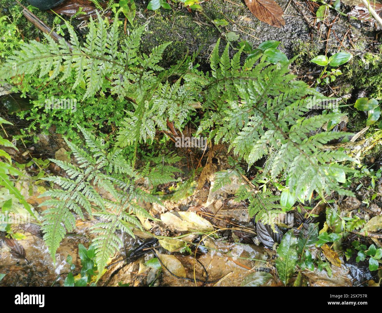 smooth shield fern (Parapolystichum glabellum), Plantae, Point ...