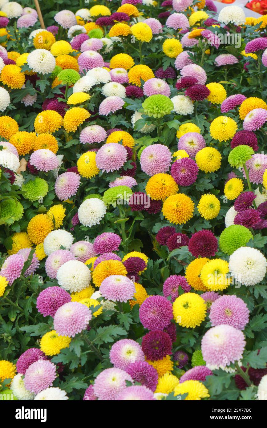 close-up view of vibrant pompon chrysanthemums bursting with pink, yellow, white, green, and purple blooms Stock Photo
