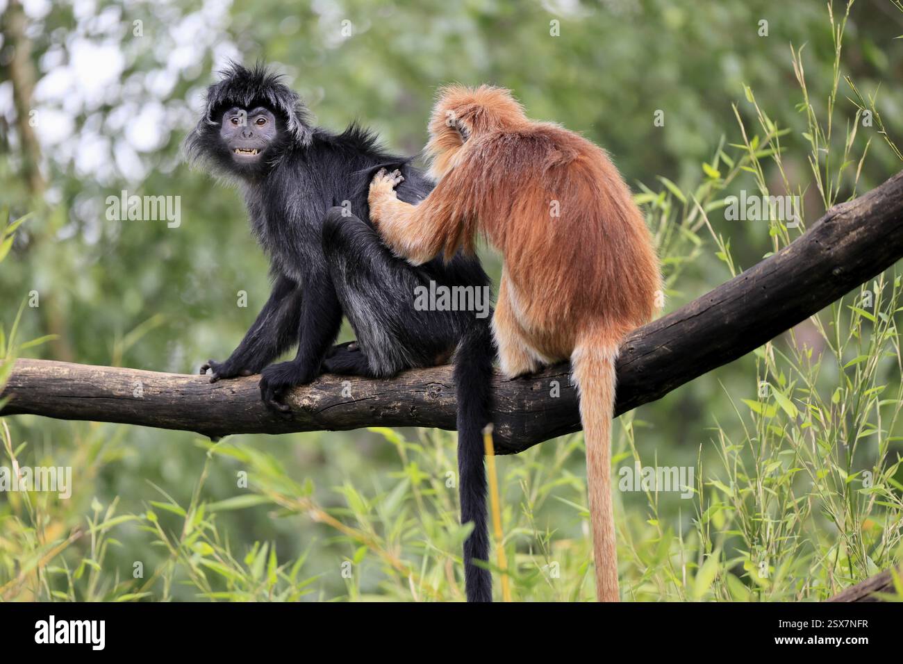 Javan lutung (Trachypithecus auratus), adult, sitting, two Javan lutung, social behaviour, grooming, on tree, endangered species, Indonesia, Asia Stock Photo
