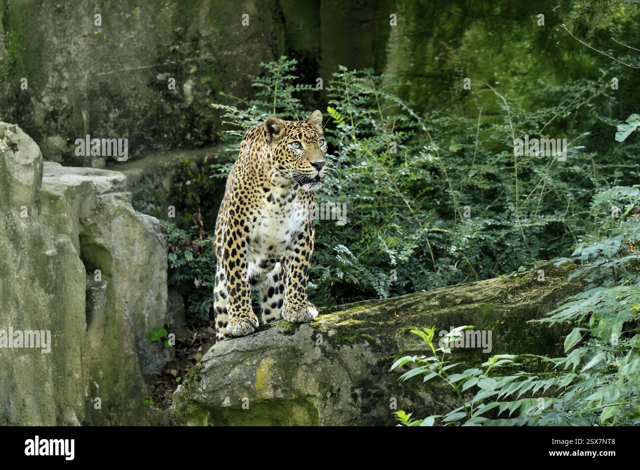 Sri Lanka Leopard (Panthera pardus kotiya), adult, stalking, running ...