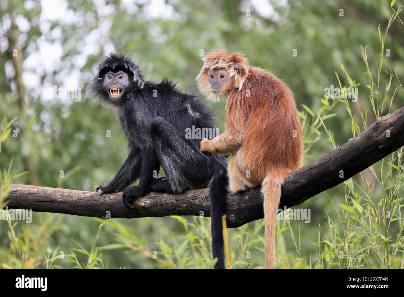 Javan lutung (Trachypithecus auratus), adult, sitting, two Javan lutung, social behaviour, on tree, endangered species, Indonesia, Asia Stock Photo
