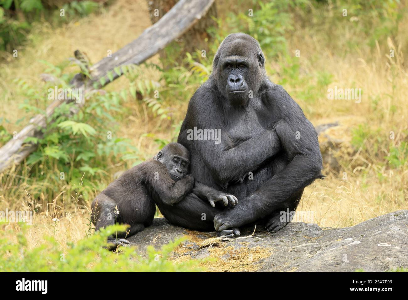 Western gorilla (Gorilla gorilla), adult, female, with young, sitting, on ground Stock Photo