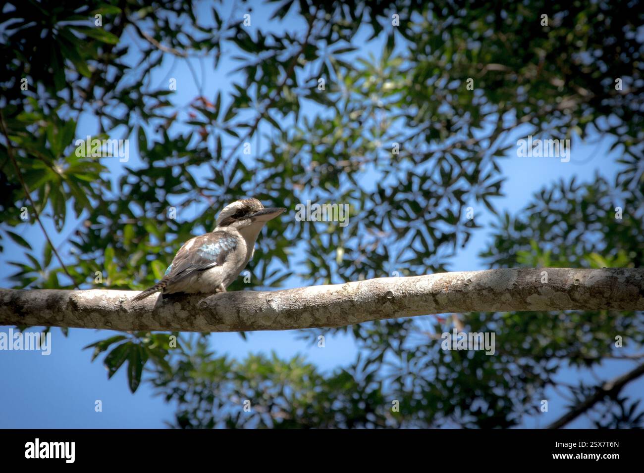 Kookaburra on a branch Stock Photo