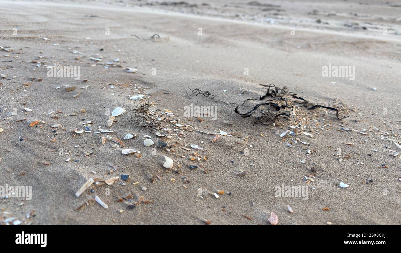 Close up wind swept sand beach shells and stones abstract background sea shore coastline costal texture - Smartphone Captured Stock Image