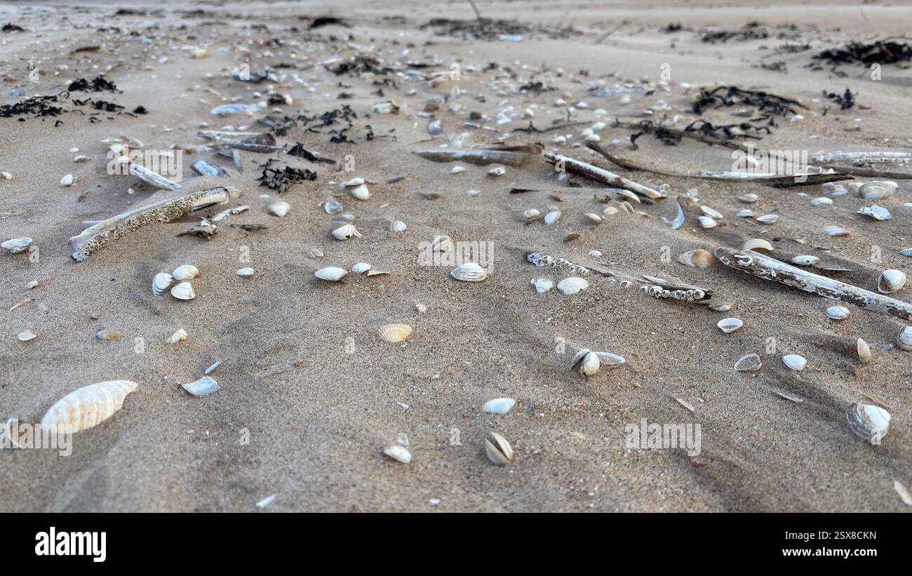 Close up wind swept sand beach shells and stones abstract background sea shore coastline costal texture - Smartphone Captured Stock Image