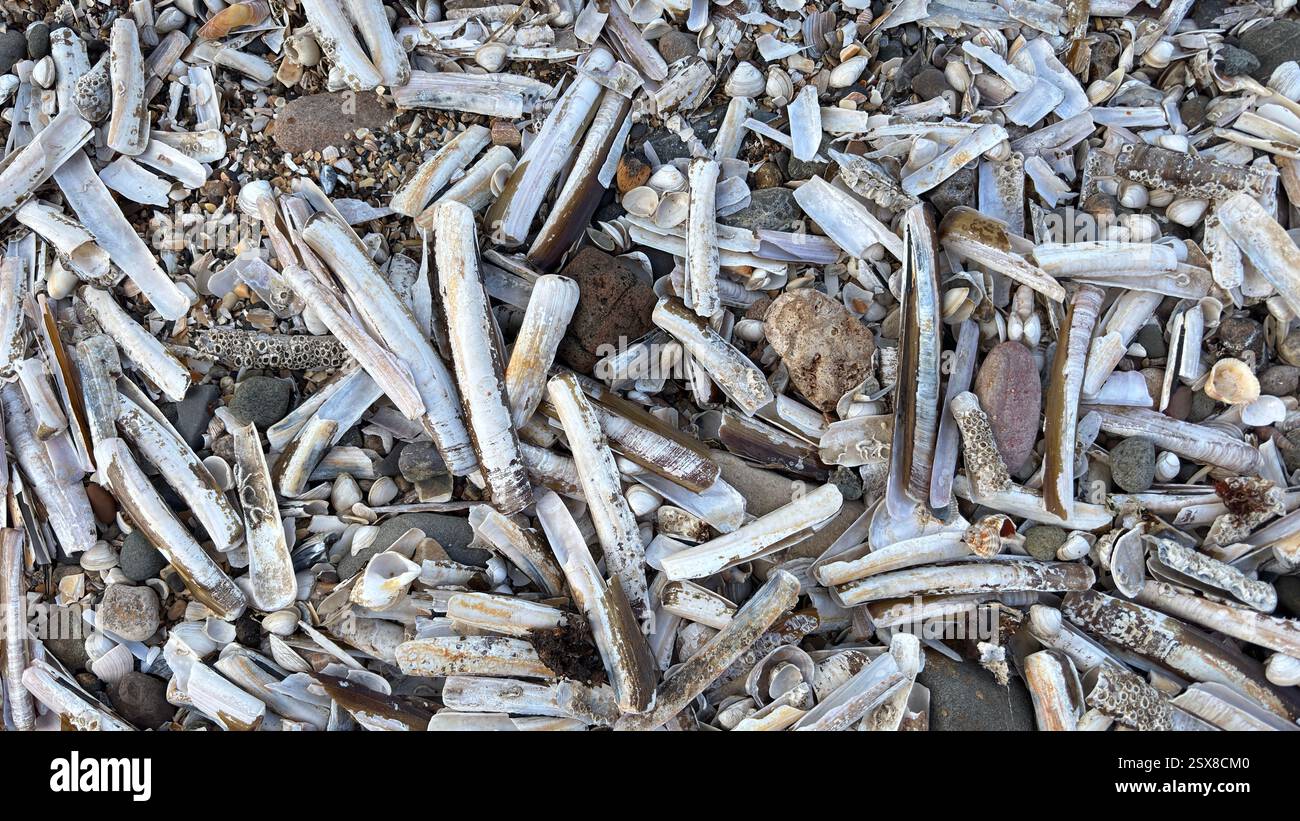 Close up broken beach shells wind swept sand and stones abstract background sea shore coastline costal texture - Smartphone Captured Stock Image