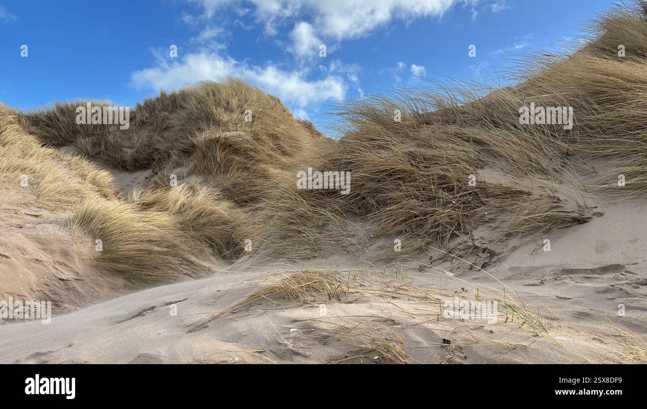 Aberlady Beach near Edinburgh in Scotland. Windswept beach on a bright Spring day. Light clouds, golden sand, sweeping coastline and sea shore - Smartphone Captured Stock Image