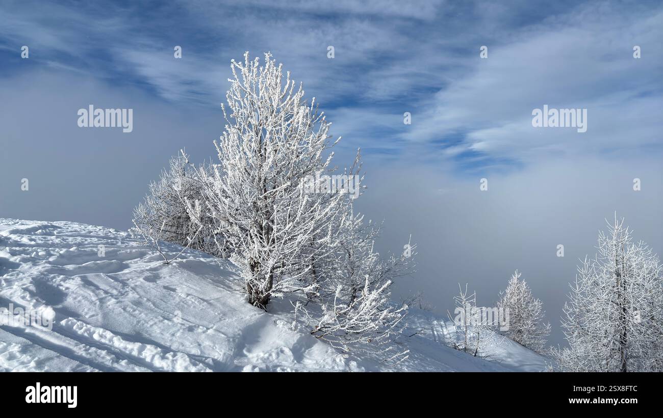 Frozen trees covered in ice and snow in the Italian Alps. Iconic winter scene in the mountains. Cold weather. Cold conditions. Natural hillside view. - Smartphone Captured Stock Image
