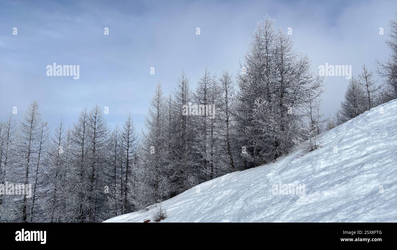 Frozen trees covered in ice and snow in the Italian Alps. Iconic winter scene in the mountains. Cold weather. Cold conditions. Natural hillside view. - Smartphone Captured Stock Image