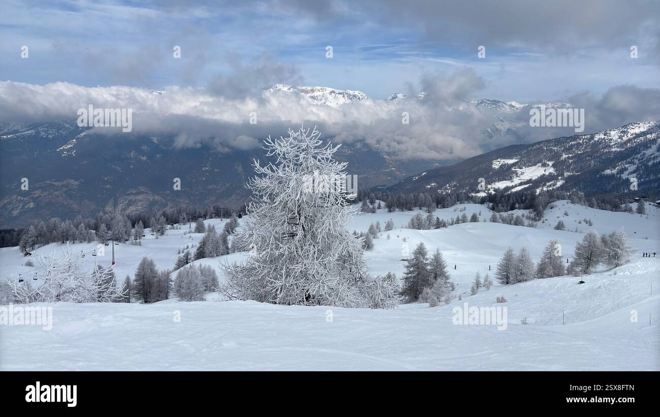 Frozen trees covered in ice and snow in the Italian Alps. Iconic winter scene in the mountains. Cold weather. Cold conditions. Natural hillside view. - Smartphone Captured Stock Image