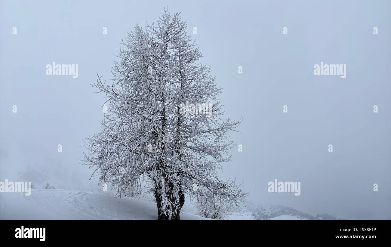 Frozen trees covered in ice and snow in the Italian Alps. Iconic winter scene in the mountains. Cold weather. Cold conditions. Natural hillside view. - Smartphone Captured Stock Image