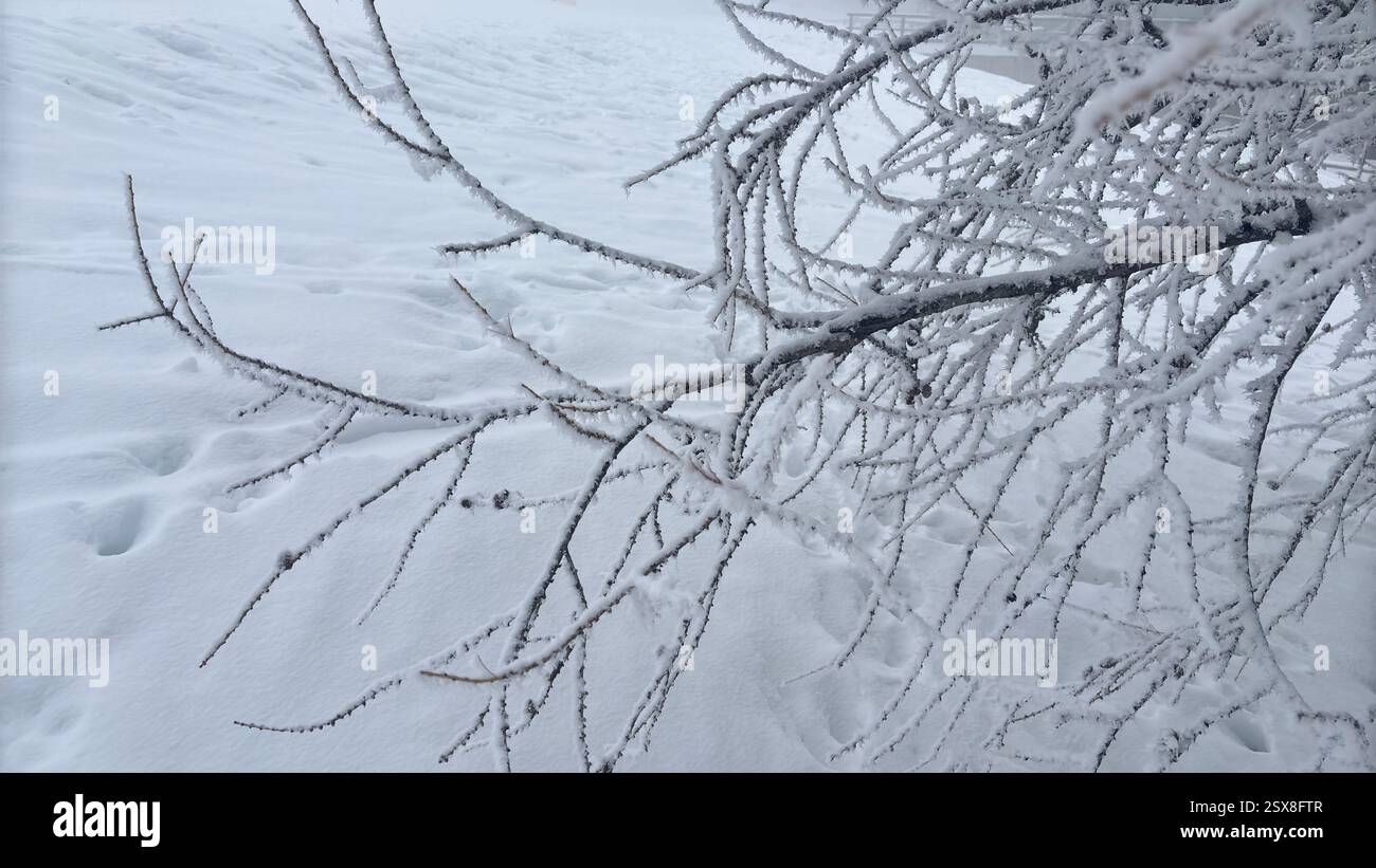 Frozen trees covered in ice and snow in the Italian Alps. Iconic winter scene in the mountains. Cold weather. Cold conditions. Natural hillside view. - Smartphone Captured Stock Image